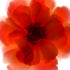 Orange Rose Flower Art Print